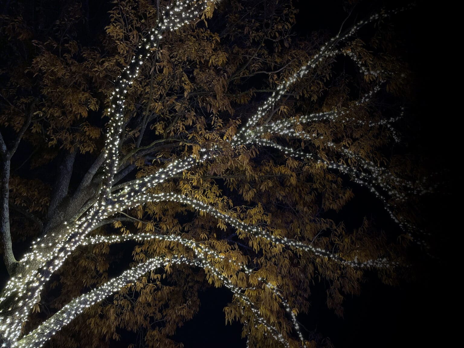 outdoor string lights on a tree in franklin tn